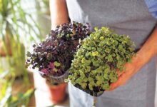 Минута отдыха Накрываем стол, как в модном ресторане Сад огород 