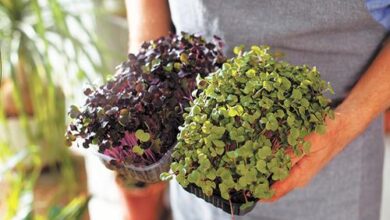 Минута отдыха Накрываем стол, как в модном ресторане Сад огород Минута отдыха Накрываем стол, как в модном ресторане Сад огород