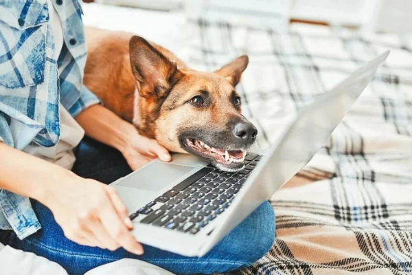 Минута отдыха Питомцы помогают своим хозяевам с работой из дома и превращают рутину в веселье Животные Минута отдыха Питомцы помогают своим хозяевам с работой из дома и превращают рутину в веселье Животные