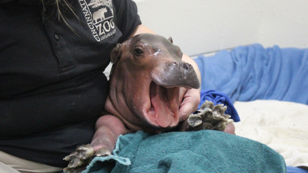 Минута отдыха Бегемот: потеет «кровью», охотится на крокодилов и не умеет плавать Интересное Минута отдыха Бегемот: потеет «кровью», охотится на крокодилов и не умеет плавать Интересное