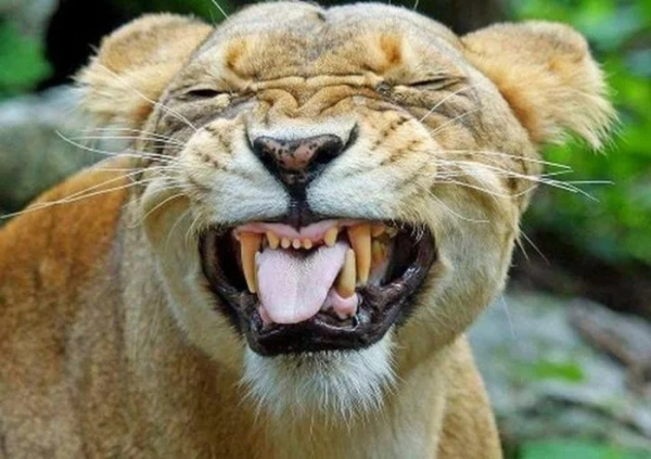 Минута отдыха Улыбки животных поднимут настроение лучше любой шутки Животные Минута отдыха Улыбки животных поднимут настроение лучше любой шутки Животные