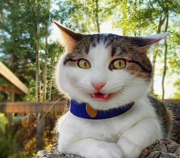 Минута отдыха Забавные снимки из жизни эмоциональных котанов Животные 