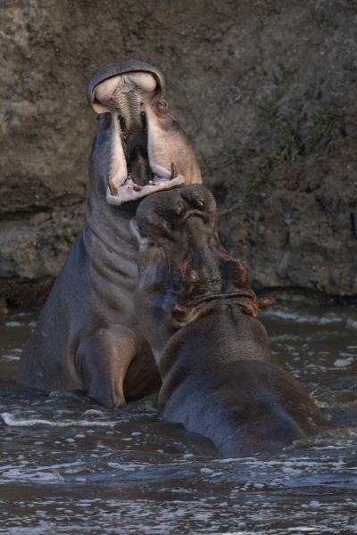 Минута отдыха Бегемот: потеет «кровью», охотится на крокодилов и не умеет плавать Интересное Минута отдыха Бегемот: потеет «кровью», охотится на крокодилов и не умеет плавать Интересное