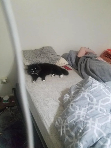 Минута отдыха Забавные снимки питомцев, которые захватили кровати своих хозяев Животные 