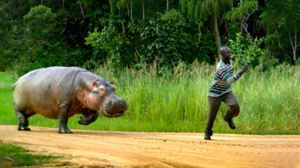 Минута отдыха Бегемот: потеет «кровью», охотится на крокодилов и не умеет плавать Интересное Минута отдыха Бегемот: потеет «кровью», охотится на крокодилов и не умеет плавать Интересное
