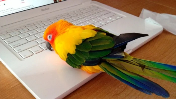 Минута отдыха Питомцы помогают своим хозяевам с работой из дома и превращают рутину в веселье Животные Минута отдыха Питомцы помогают своим хозяевам с работой из дома и превращают рутину в веселье Животные