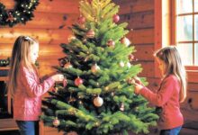 Минута отдыха Рецепт долгой жизни для новогодней красавицы Сад огород 