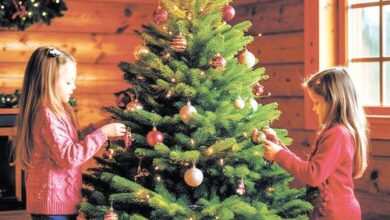 Минута отдыха Рецепт долгой жизни для новогодней красавицы Сад огород Минута отдыха Рецепт долгой жизни для новогодней красавицы Сад огород