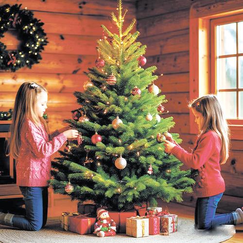 Минута отдыха Рецепт долгой жизни для новогодней красавицы Сад огород Минута отдыха Рецепт долгой жизни для новогодней красавицы Сад огород