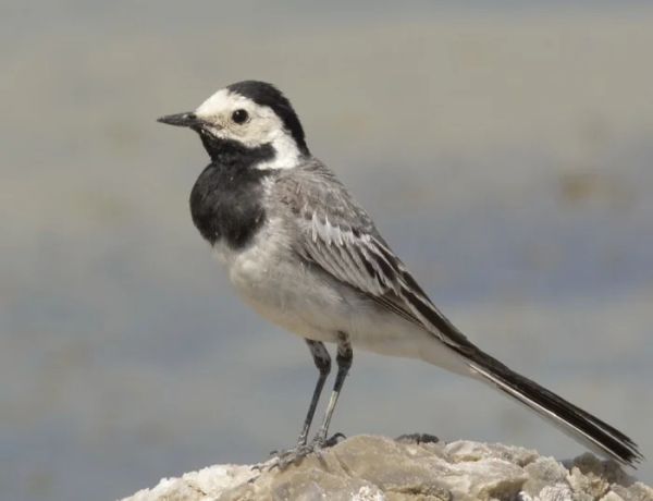 Минута отдыха Обладатели необычных хвостов, которые перевернут ваше представление о природе Животные Минута отдыха Обладатели необычных хвостов, которые перевернут ваше представление о природе Животные