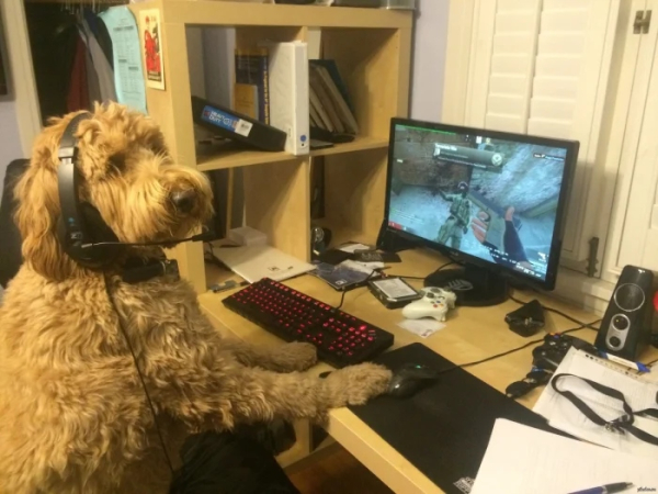 Минута отдыха Питомцы помогают своим хозяевам с работой из дома и превращают рутину в веселье Животные Минута отдыха Питомцы помогают своим хозяевам с работой из дома и превращают рутину в веселье Животные