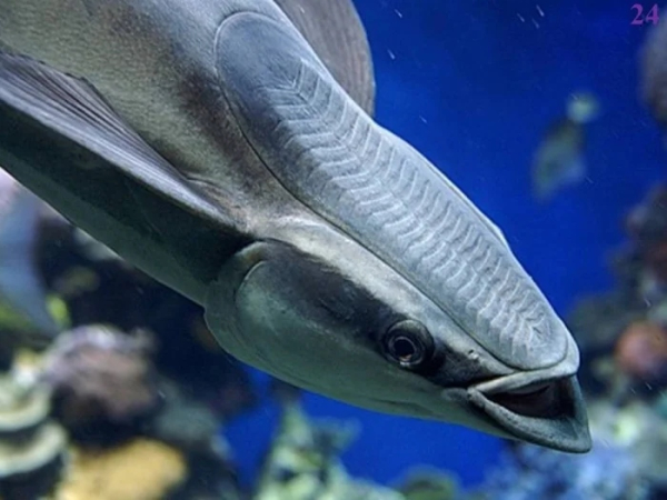 Минута отдыха Улыбки животных поднимут настроение лучше любой шутки Животные Минута отдыха Улыбки животных поднимут настроение лучше любой шутки Животные