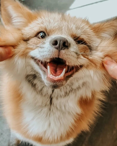 Минута отдыха Улыбки животных поднимут настроение лучше любой шутки Животные Минута отдыха Улыбки животных поднимут настроение лучше любой шутки Животные