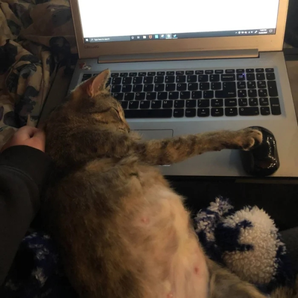 Минута отдыха Питомцы помогают своим хозяевам с работой из дома и превращают рутину в веселье Животные Минута отдыха Питомцы помогают своим хозяевам с работой из дома и превращают рутину в веселье Животные