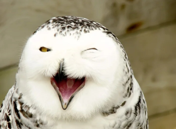 Минута отдыха Улыбки животных поднимут настроение лучше любой шутки Животные Минута отдыха Улыбки животных поднимут настроение лучше любой шутки Животные