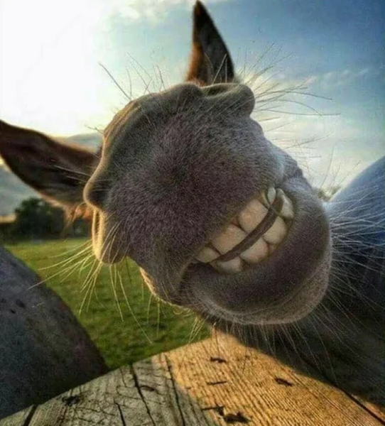 Минута отдыха Улыбки животных поднимут настроение лучше любой шутки Животные Минута отдыха Улыбки животных поднимут настроение лучше любой шутки Животные