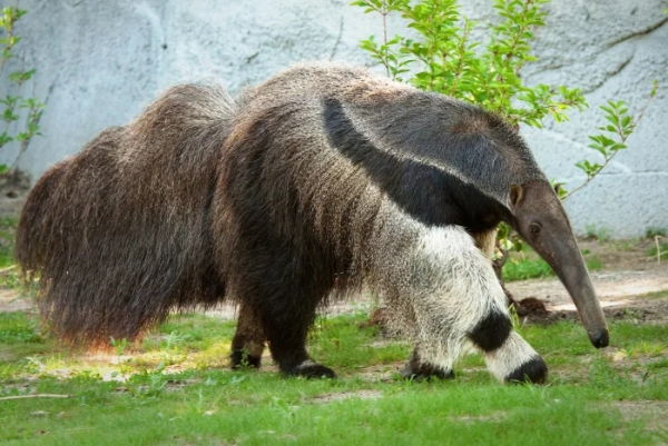 Минута отдыха Обладатели необычных хвостов, которые перевернут ваше представление о природе Животные Минута отдыха Обладатели необычных хвостов, которые перевернут ваше представление о природе Животные