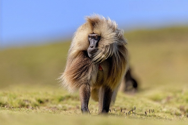 Минута отдыха Гелада: грива, клыки и вечные кровавые разборки Интересное 