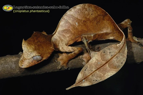 Минута отдыха Обладатели необычных хвостов, которые перевернут ваше представление о природе Животные Минута отдыха Обладатели необычных хвостов, которые перевернут ваше представление о природе Животные