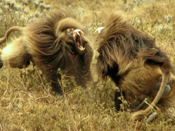 Минута отдыха Гелада: грива, клыки и вечные кровавые разборки Интересное 
