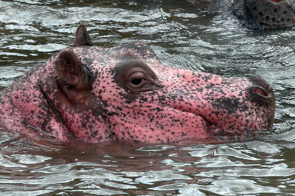 Минута отдыха Бегемот: потеет «кровью», охотится на крокодилов и не умеет плавать Интересное Минута отдыха Бегемот: потеет «кровью», охотится на крокодилов и не умеет плавать Интересное