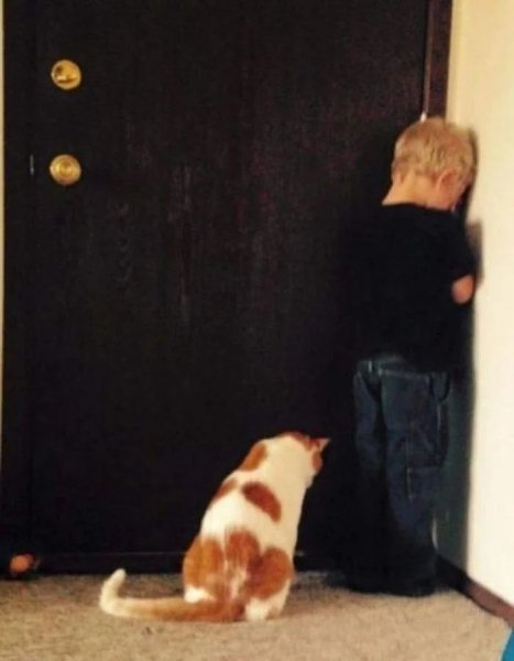 Минута отдыха Забавные снимки из жизни эмоциональных котанов Животные 