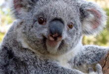 Минута отдыха Улыбки животных поднимут настроение лучше любой шутки Животные 