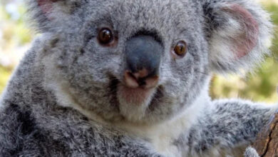 Минута отдыха Улыбки животных поднимут настроение лучше любой шутки Животные 