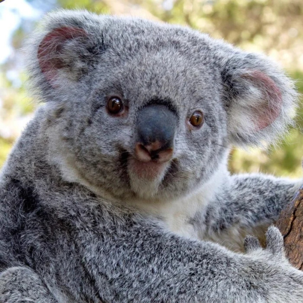 Минута отдыха Улыбки животных поднимут настроение лучше любой шутки Животные Минута отдыха Улыбки животных поднимут настроение лучше любой шутки Животные