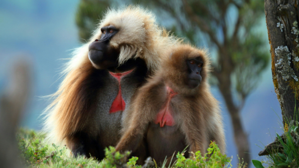 Минута отдыха Гелада: грива, клыки и вечные кровавые разборки Интересное 