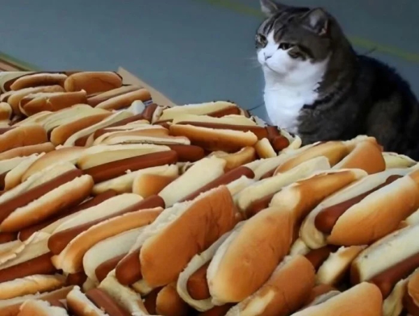 Минута отдыха Забавные снимки из жизни эмоциональных котанов Животные 