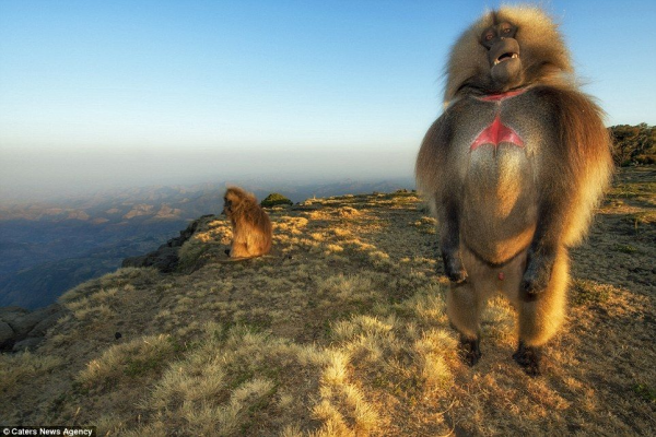 Минута отдыха Гелада: грива, клыки и вечные кровавые разборки Интересное 