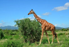 Минута отдыха Обладатели необычных хвостов, которые перевернут ваше представление о природе Животные 