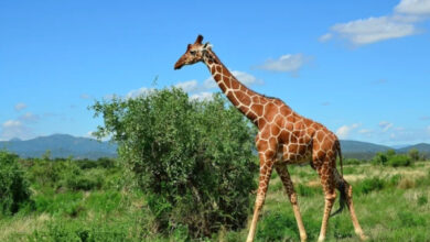 Минута отдыха Обладатели необычных хвостов, которые перевернут ваше представление о природе Животные 