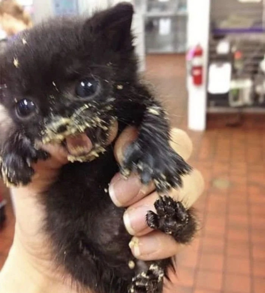 Минута отдыха Забавные снимки из жизни эмоциональных котанов Животные 