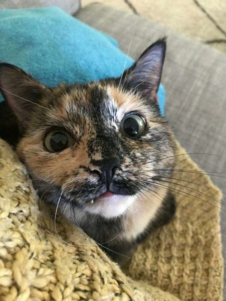 Минута отдыха Мощные челюсти с клыками у котиков, которые чем-то похожи на вампиров Животные Минута отдыха Мощные челюсти с клыками у котиков, которые чем-то похожи на вампиров Животные