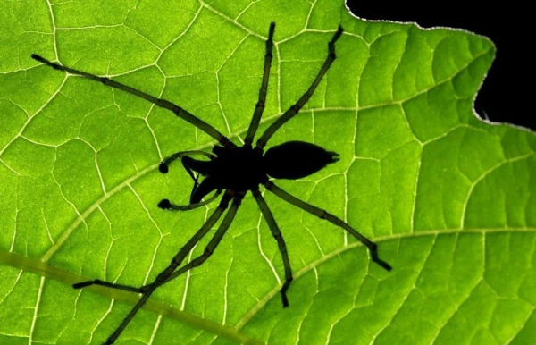 Минута отдыха Тайные сообщества мира — топ 10 Интересное 