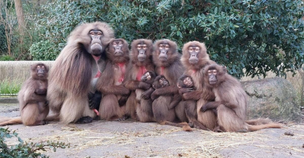 Минута отдыха Гелада: грива, клыки и вечные кровавые разборки Интересное 