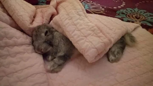 Минута отдыха Забавные снимки питомцев, которые захватили кровати своих хозяев Животные 