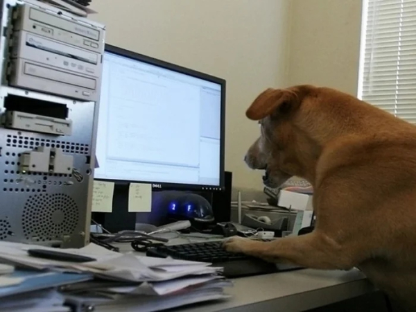 Минута отдыха Питомцы помогают своим хозяевам с работой из дома и превращают рутину в веселье Животные Минута отдыха Питомцы помогают своим хозяевам с работой из дома и превращают рутину в веселье Животные