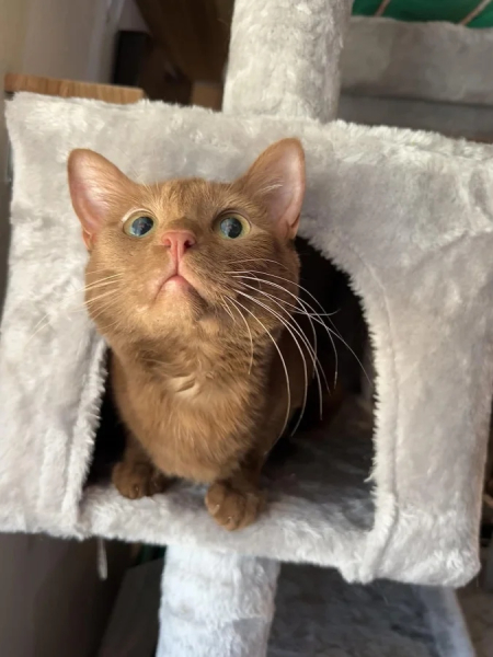 Минута отдыха Эти коты точно знают, как правильно распорядиться своим временем Животные Минута отдыха Эти коты точно знают, как правильно распорядиться своим временем Животные