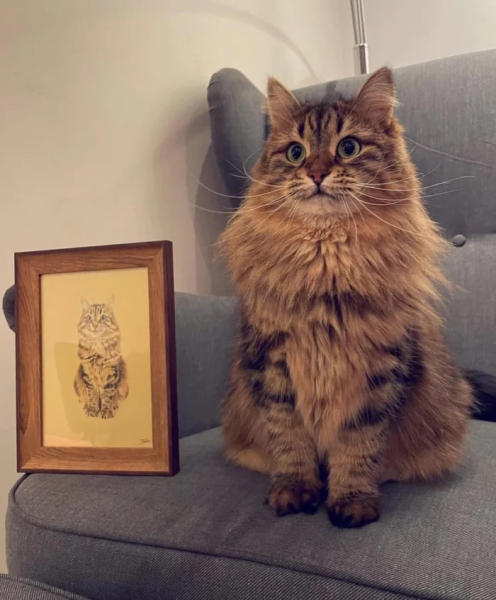 Минута отдыха Эти коты точно знают, как правильно распорядиться своим временем Животные Минута отдыха Эти коты точно знают, как правильно распорядиться своим временем Животные