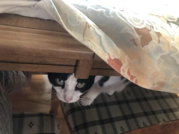 Минута отдыха Чем занимаются котики, когда на них находит вдохновение Животные Минута отдыха Чем занимаются котики, когда на них находит вдохновение Животные