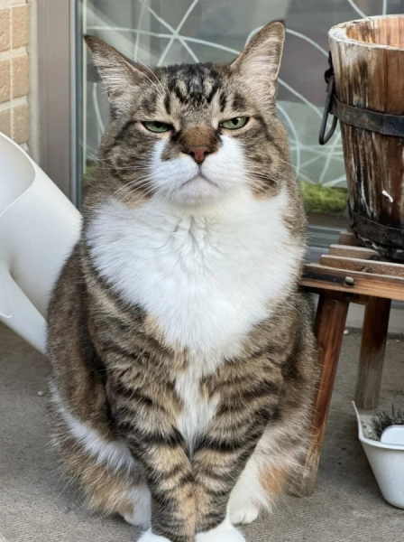 Минута отдыха Коты — настоящие загадки природы и самые странные создания на планете Животные Минута отдыха Коты — настоящие загадки природы и самые странные создания на планете Животные