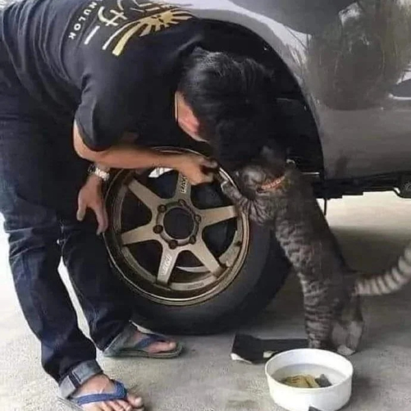 Минута отдыха Снимки котиков-сотрудников, освоивших разнообразные профессии Животные 