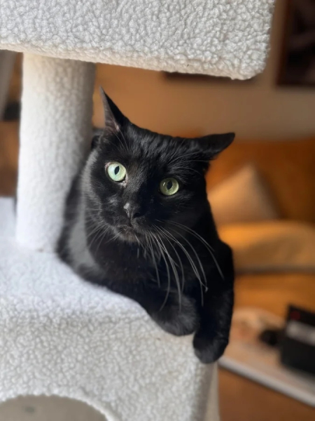 Минута отдыха Чем занимаются котики, когда на них находит вдохновение Животные Минута отдыха Чем занимаются котики, когда на них находит вдохновение Животные