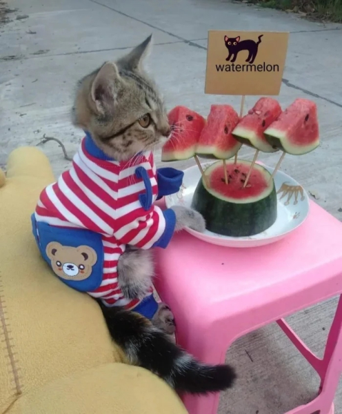 Минута отдыха Снимки котиков-сотрудников, освоивших разнообразные профессии Животные 