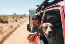 Минута отдыха Пёсели и их друзья в летнем путешествии мечты на автомобиле Животные 