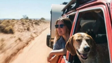 Минута отдыха Пёсели и их друзья в летнем путешествии мечты на автомобиле Животные 