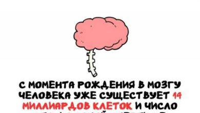 Минута отдыха Интересные короткие факты на все случаи жизни Интересное 